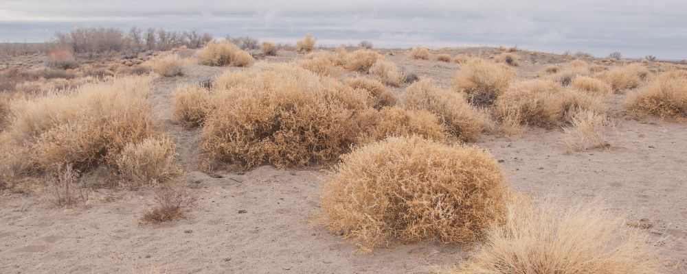 Karge Dünenlandschaft mit Grasbüscheln